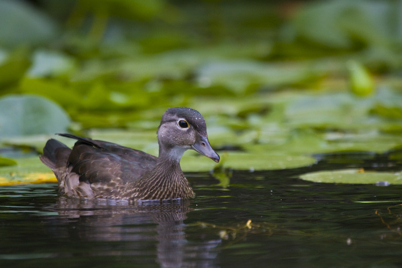 Wood Duck